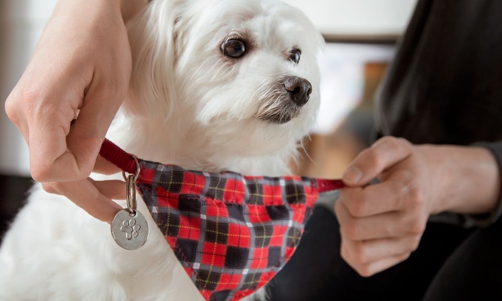 Best Crafting Project Ideas for Your Pet - Lindley General Store